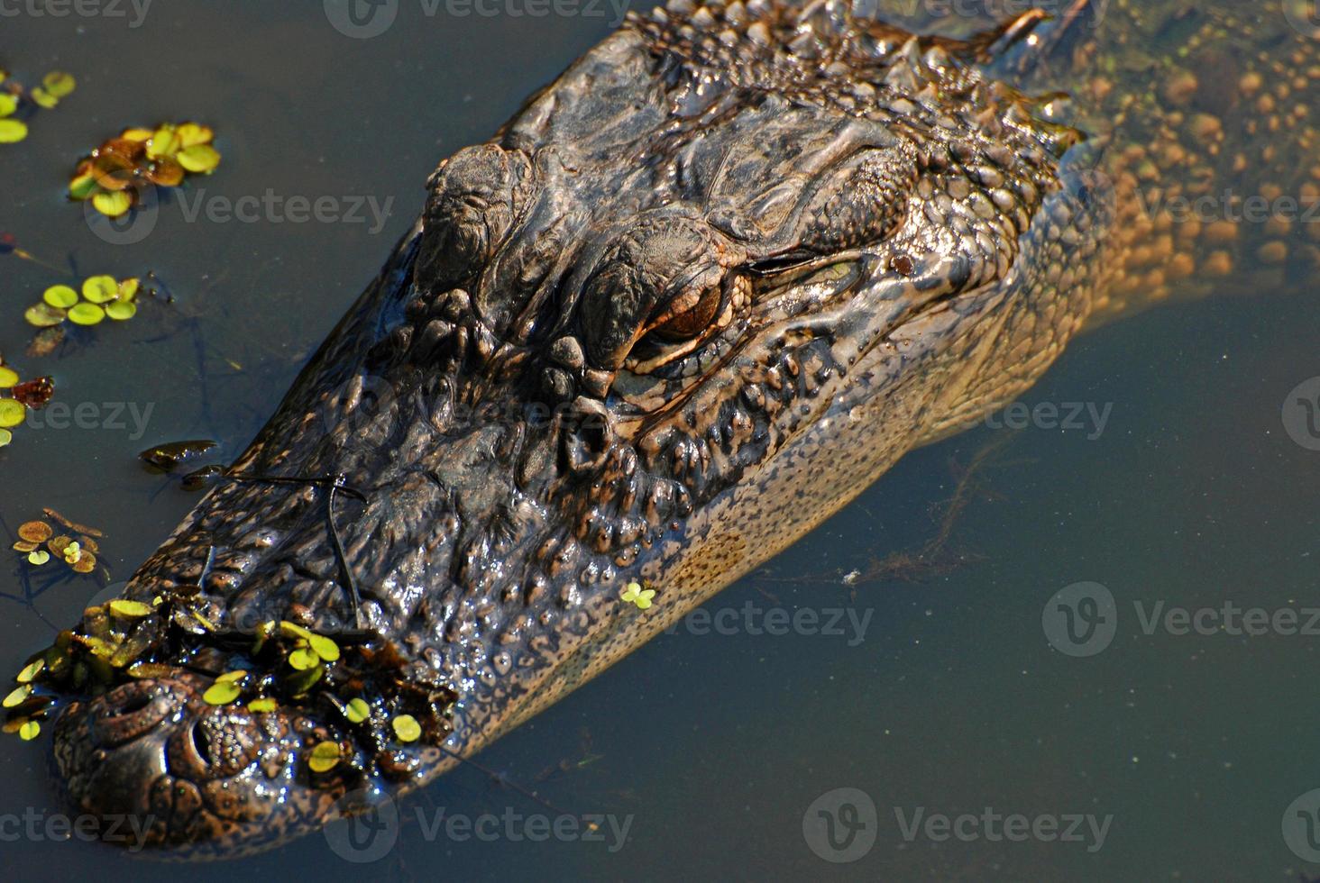 alligator in de bayou foto
