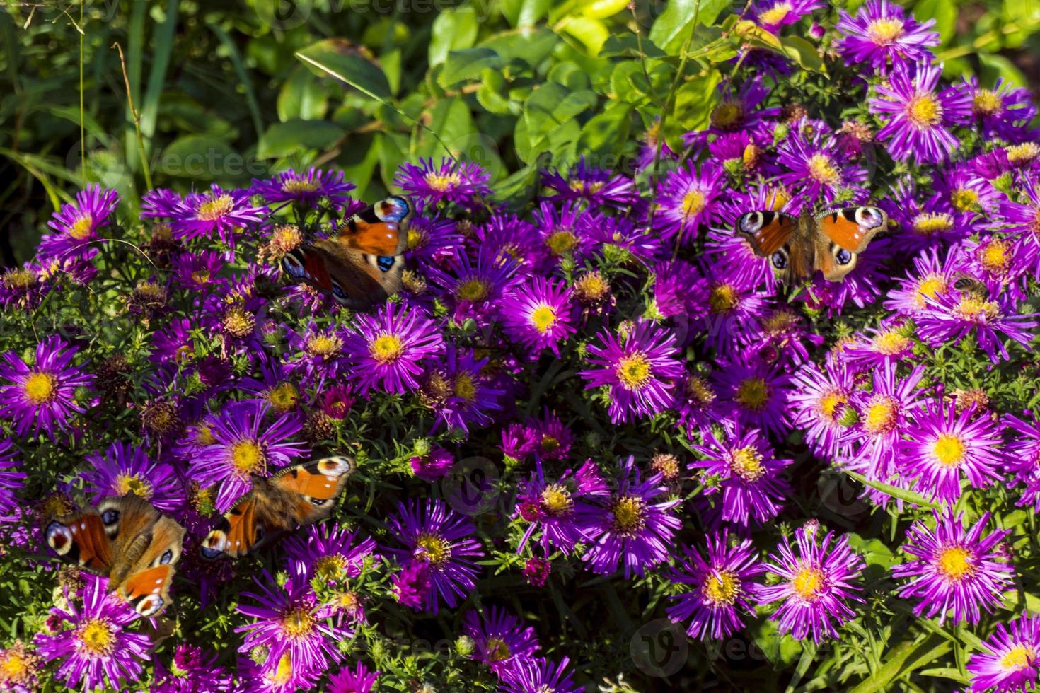 monarch vlinder in Purper asters foto