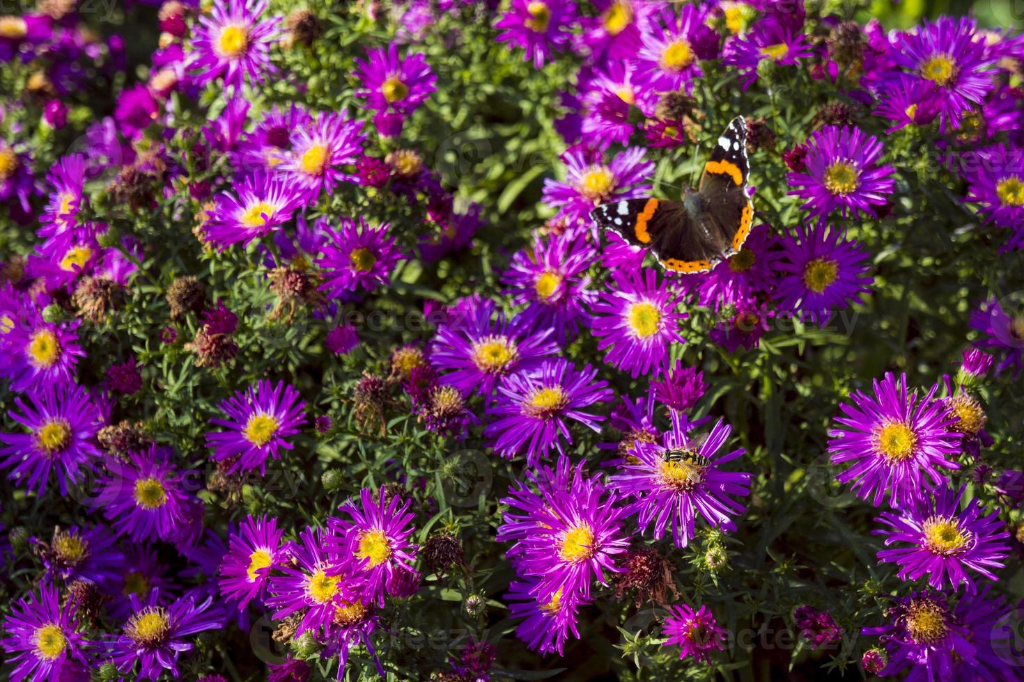 monarch vlinder in Purper asters foto