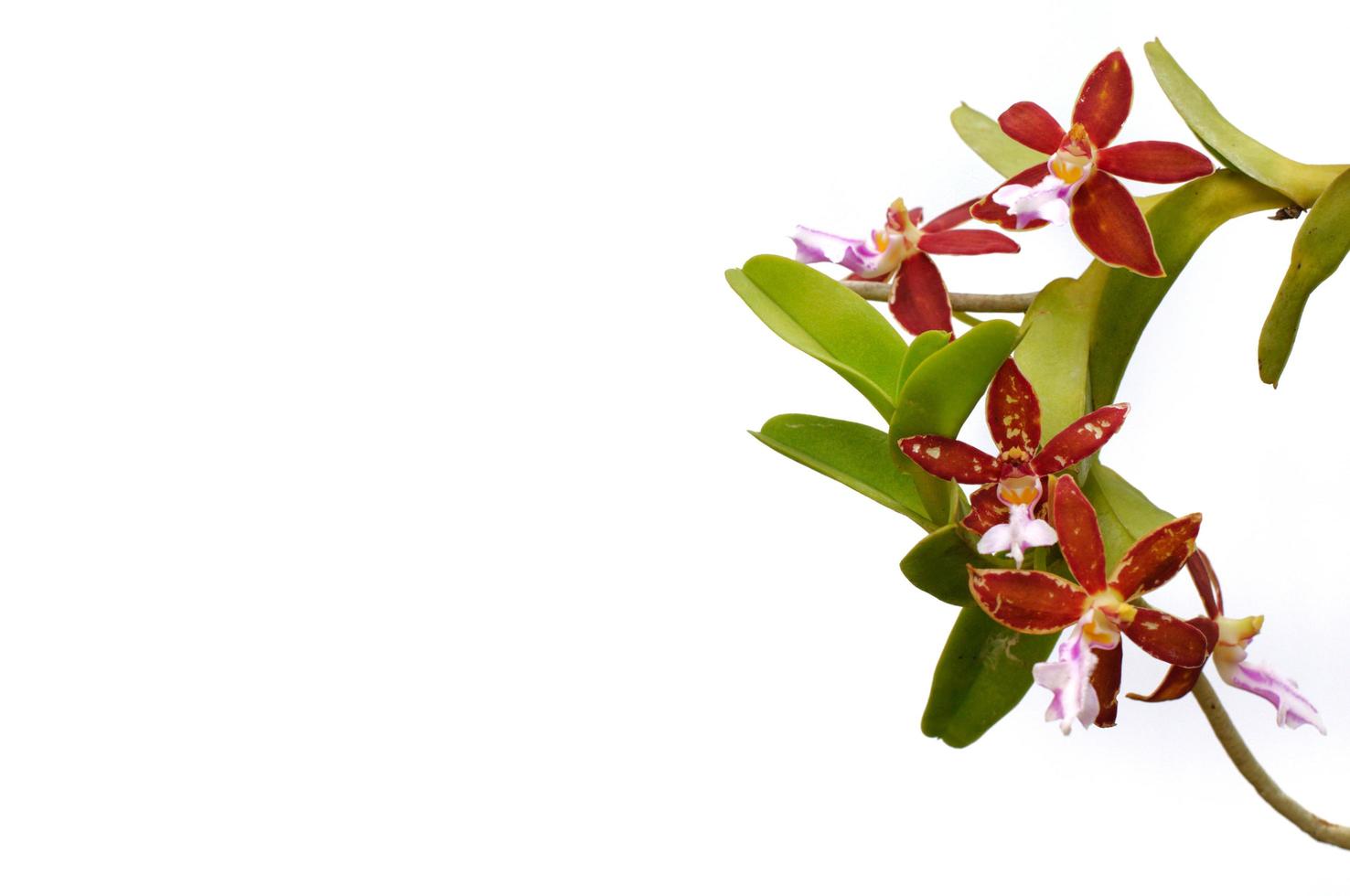 vers rood kleur orchideeën met de boom en wortel geïsoleerd Aan wit achtergrond foto