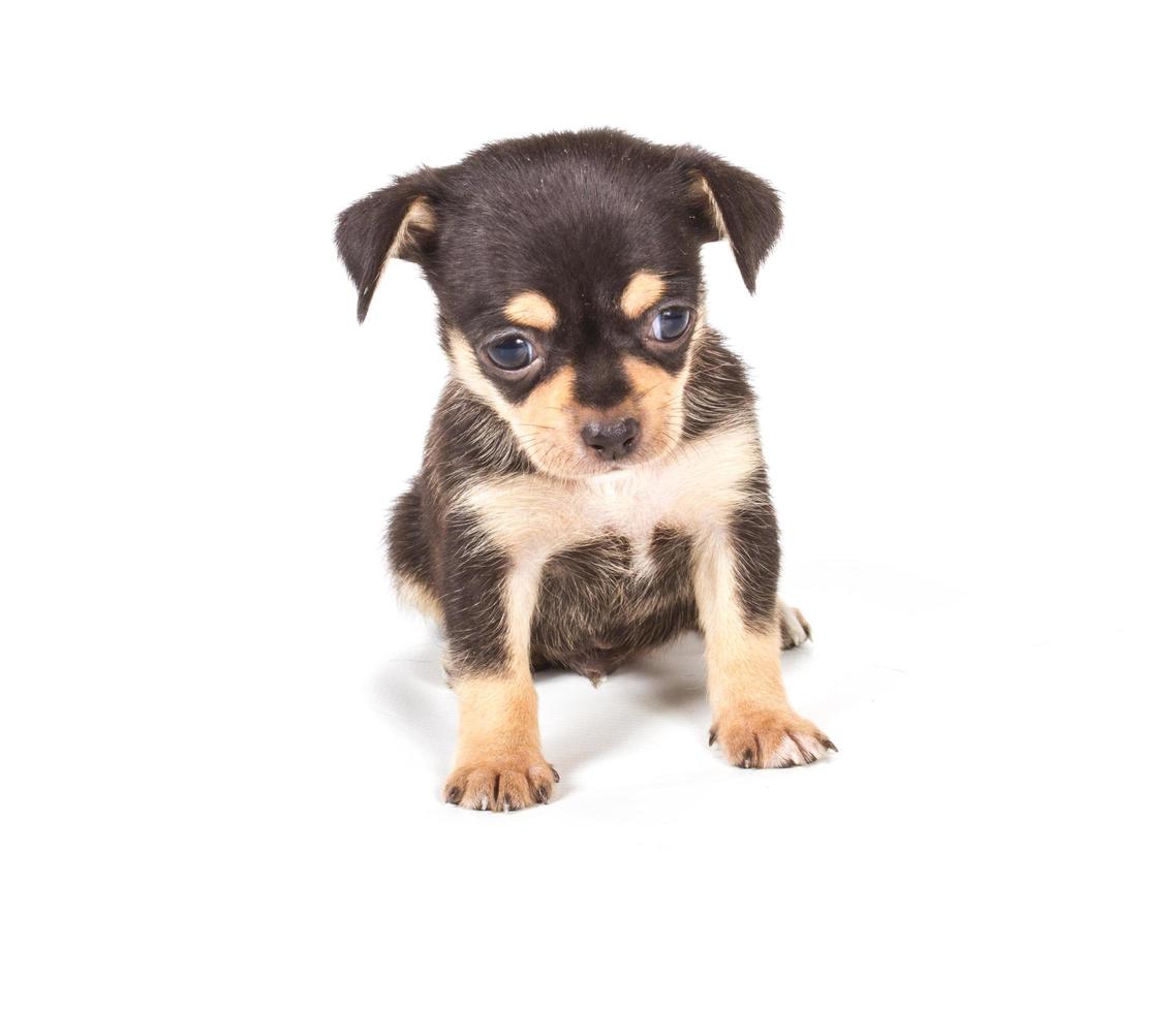 chihuahua pup op wit foto