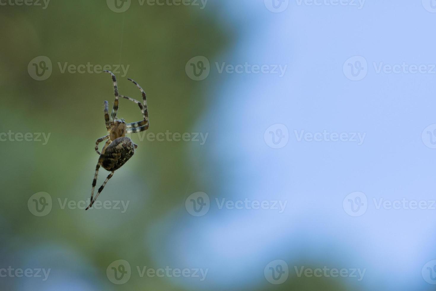 kruis spin kruipen Aan een spin draad. vervaagd. een nuttig jager tussen insecten foto