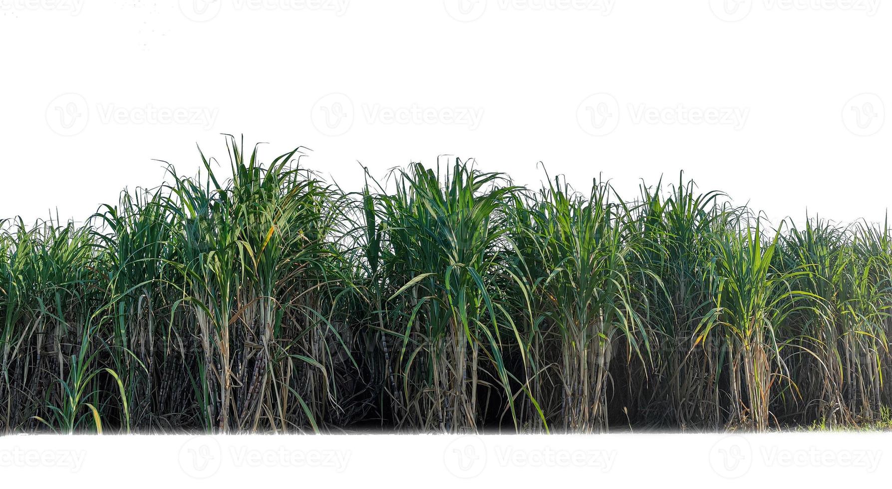 suiker riet geïsoleerd Aan wit achtergrond en knippen pad foto