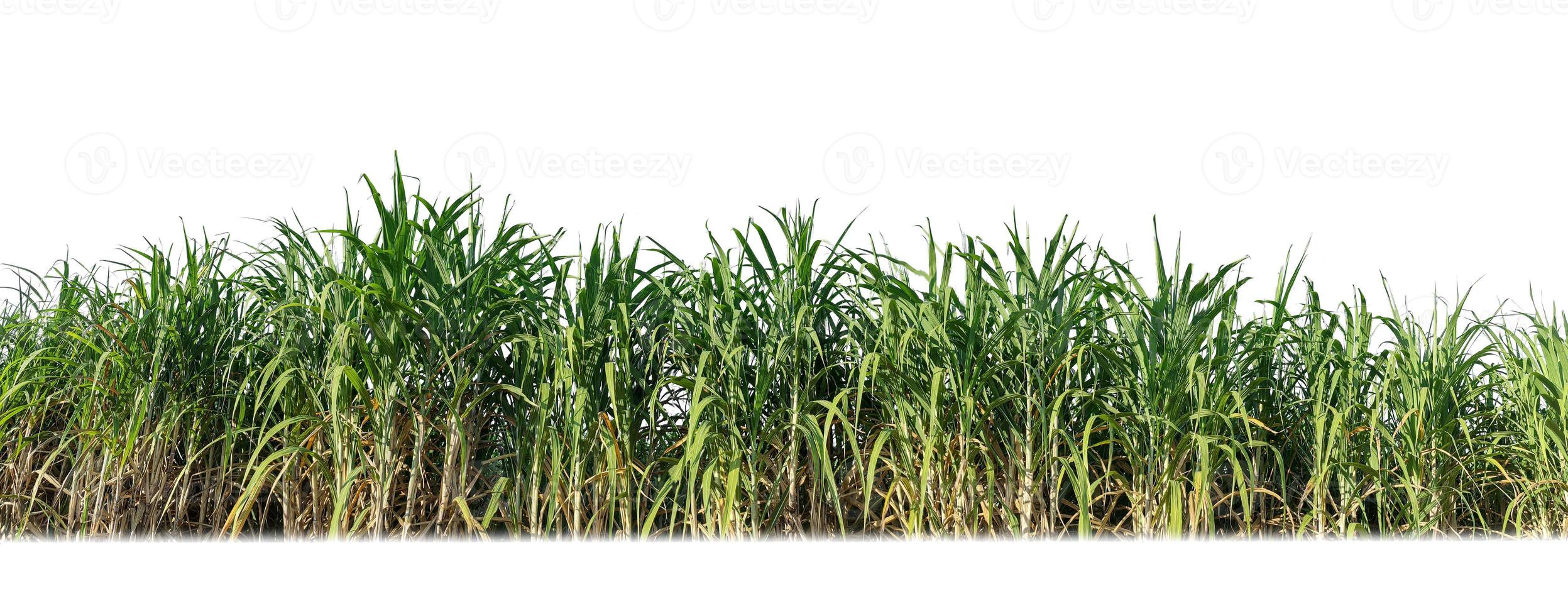 suiker riet geïsoleerd Aan wit achtergrond en knippen pad foto