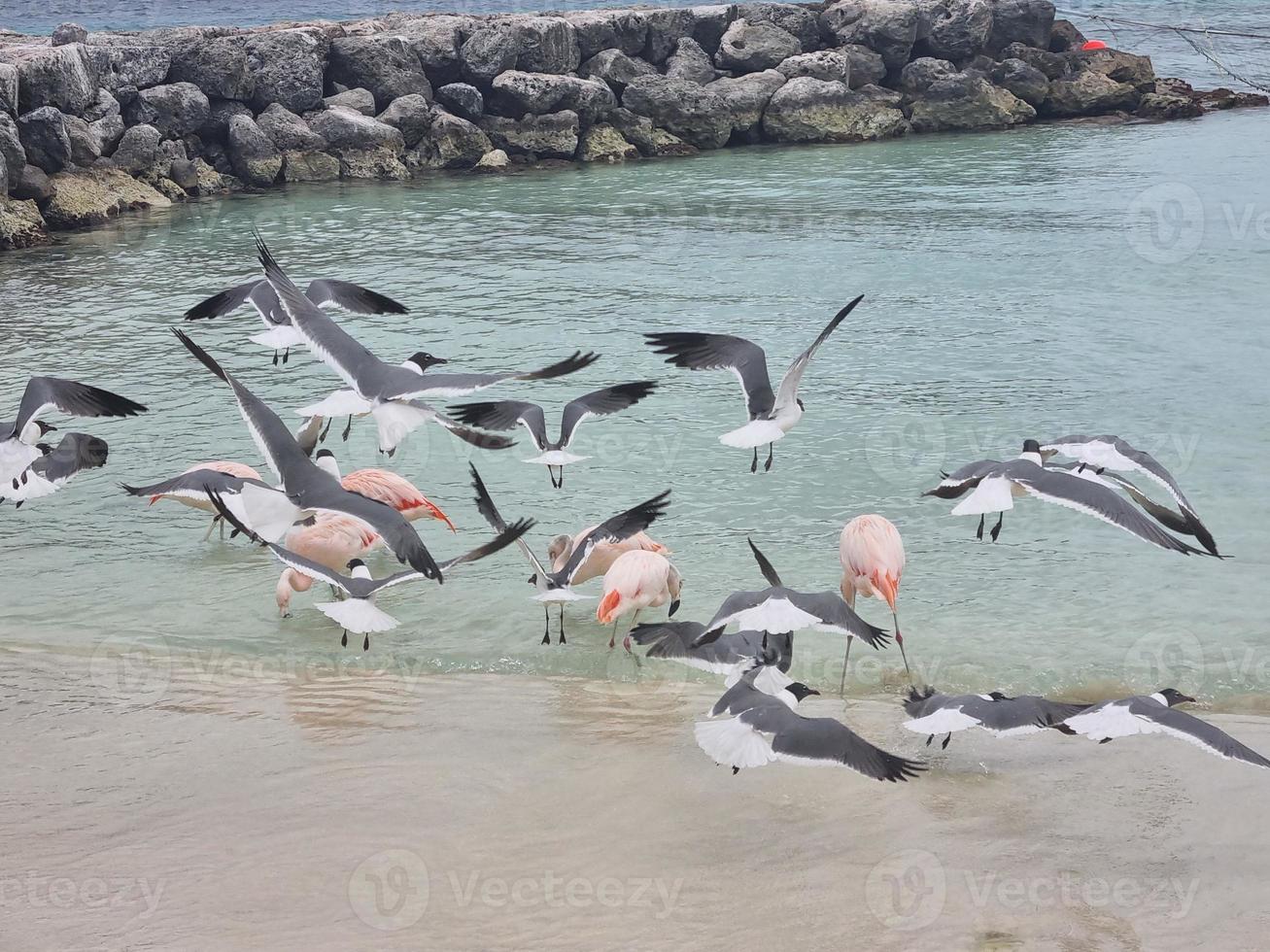 verbazingwekkend landschappen van aruba keer bekeken van de aruba eiland foto