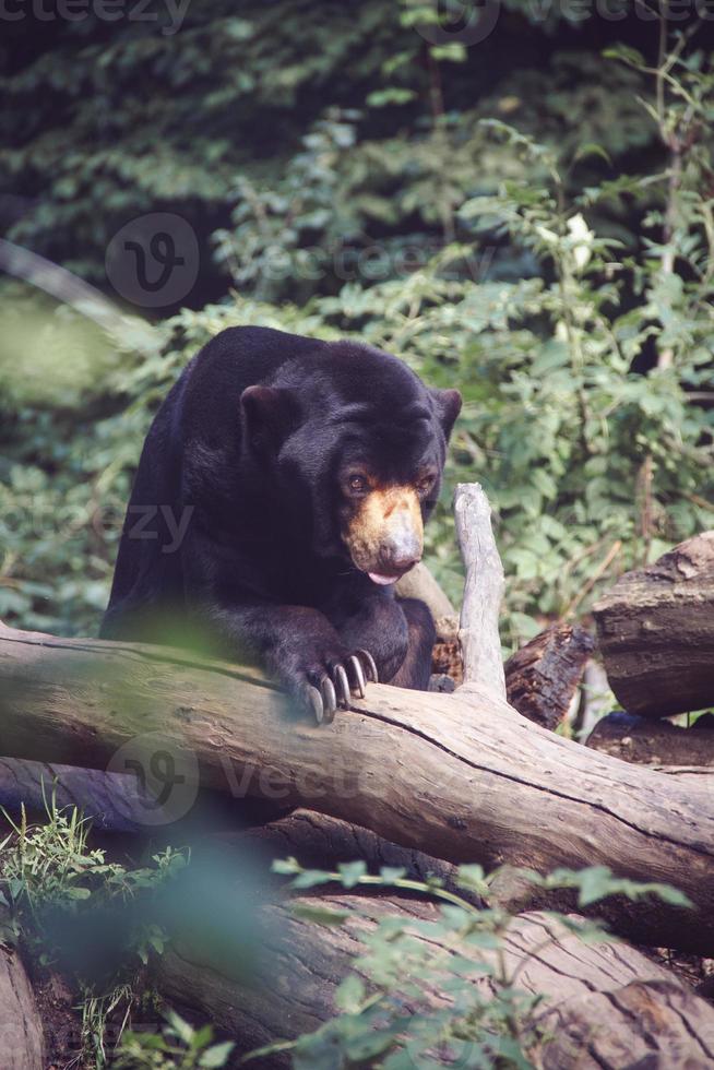 zon beer zittend Aan een gedaald boom kofferbak, bladeren in de achtergrond foto