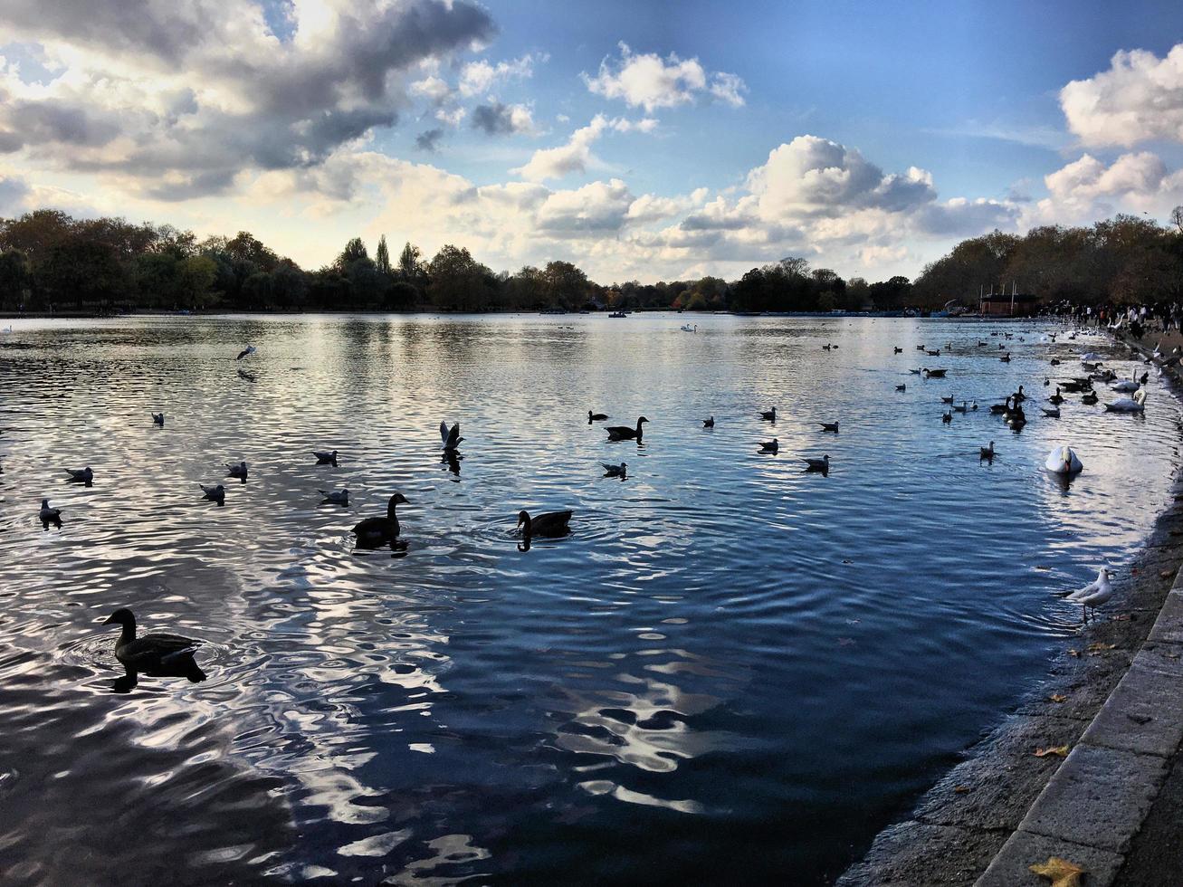 een weergave van enkele vogels op een meer in londen foto