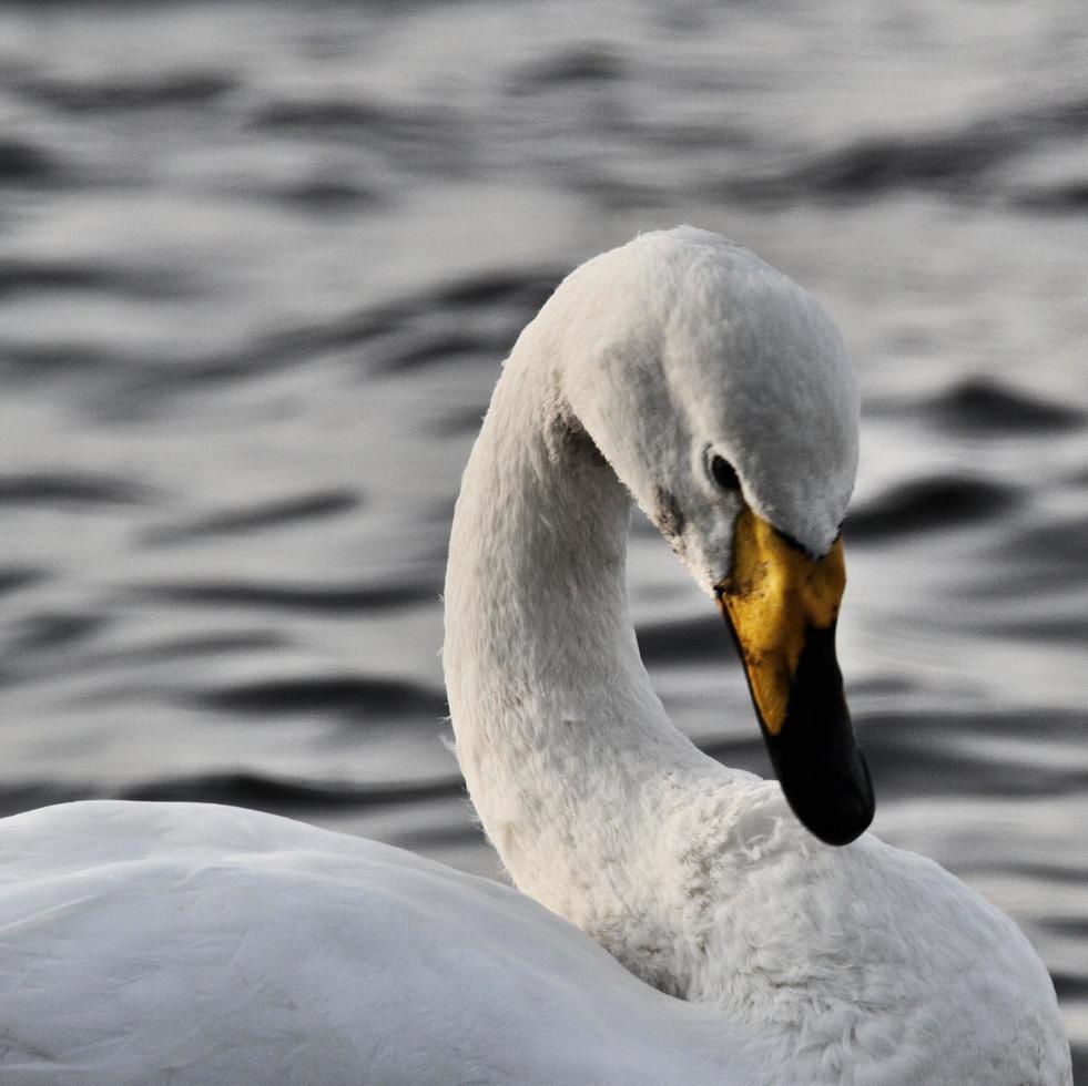 een visie van een hoer zwaan foto