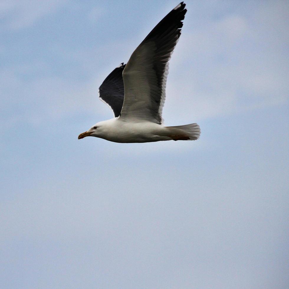 een visie van een zee meeuw foto