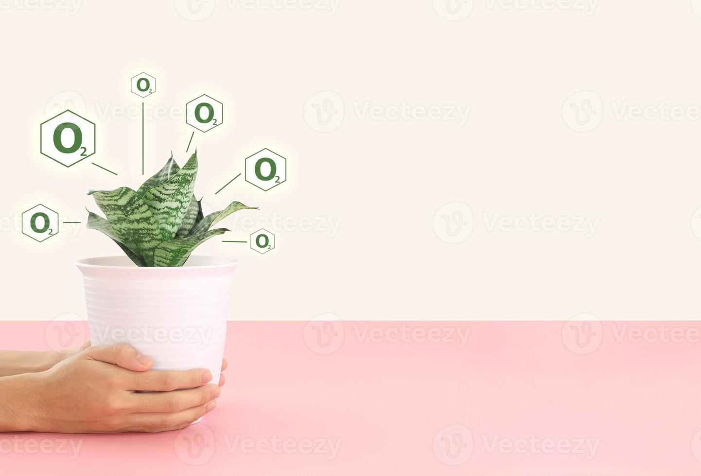 hand met sansevieria trifasciata plant in een witte minimale plastic pot met beide handen op een roze tafel. tuinieren levensstijl. aardebehoud met groene planten. aarde dag concepten. foto