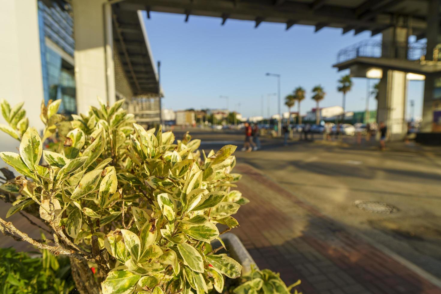 decoratief struik Aan de bloem bed van de adler spoorweg station foto