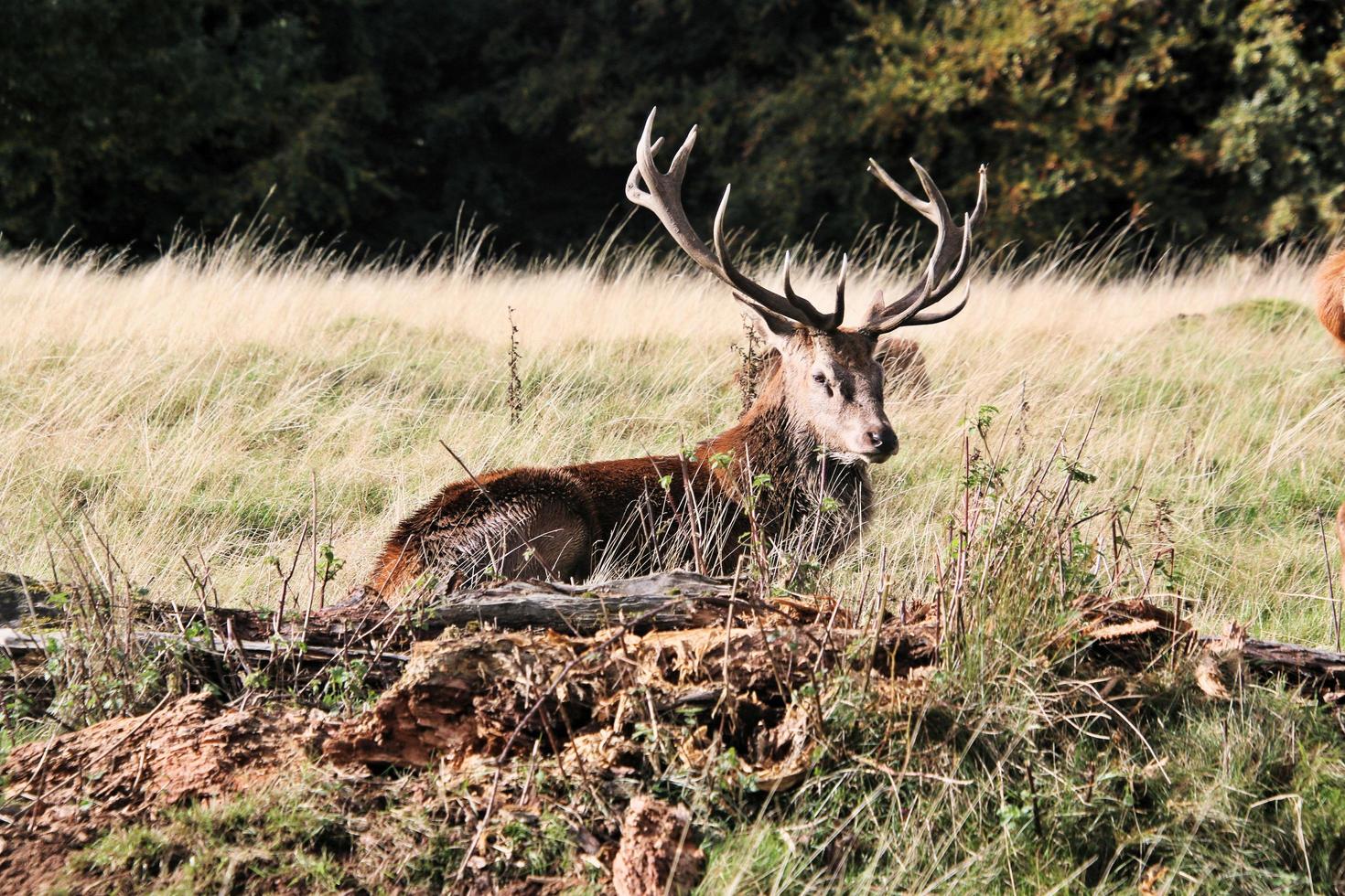 een dichtbij omhoog van een rood hert in de Cheshire platteland foto