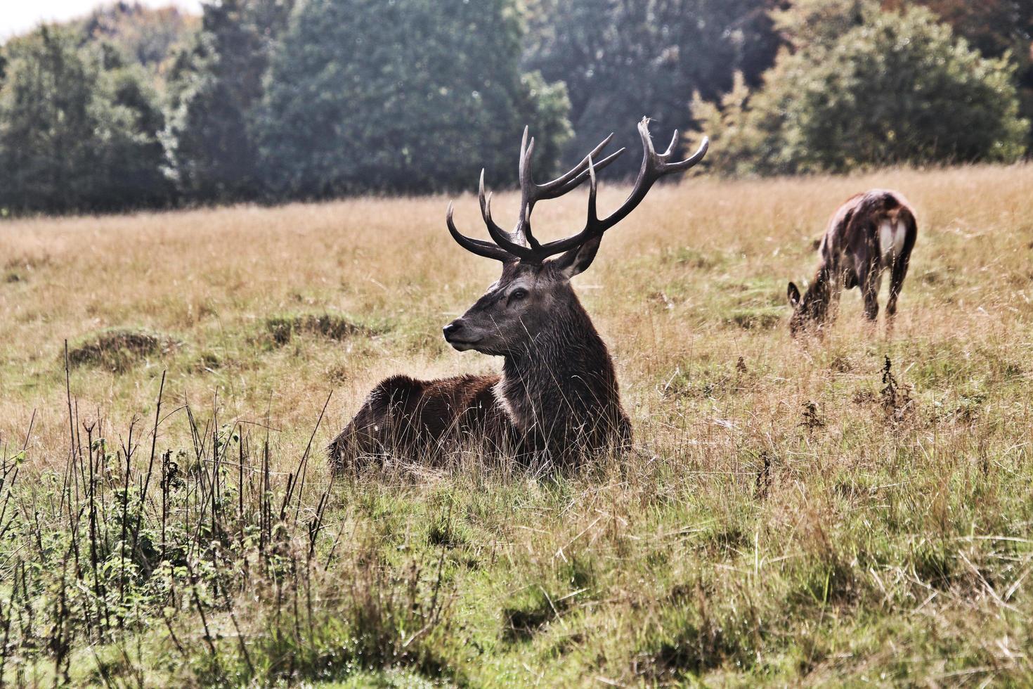 een dichtbij omhoog van een rood hert in de Cheshire platteland foto