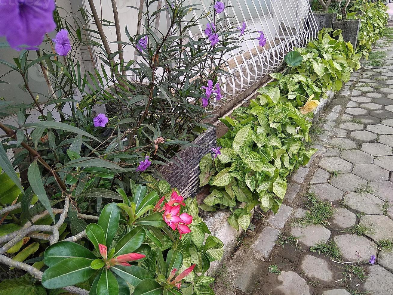 Aziatisch Cambodjaans bloem, mooi rood kleur. foto