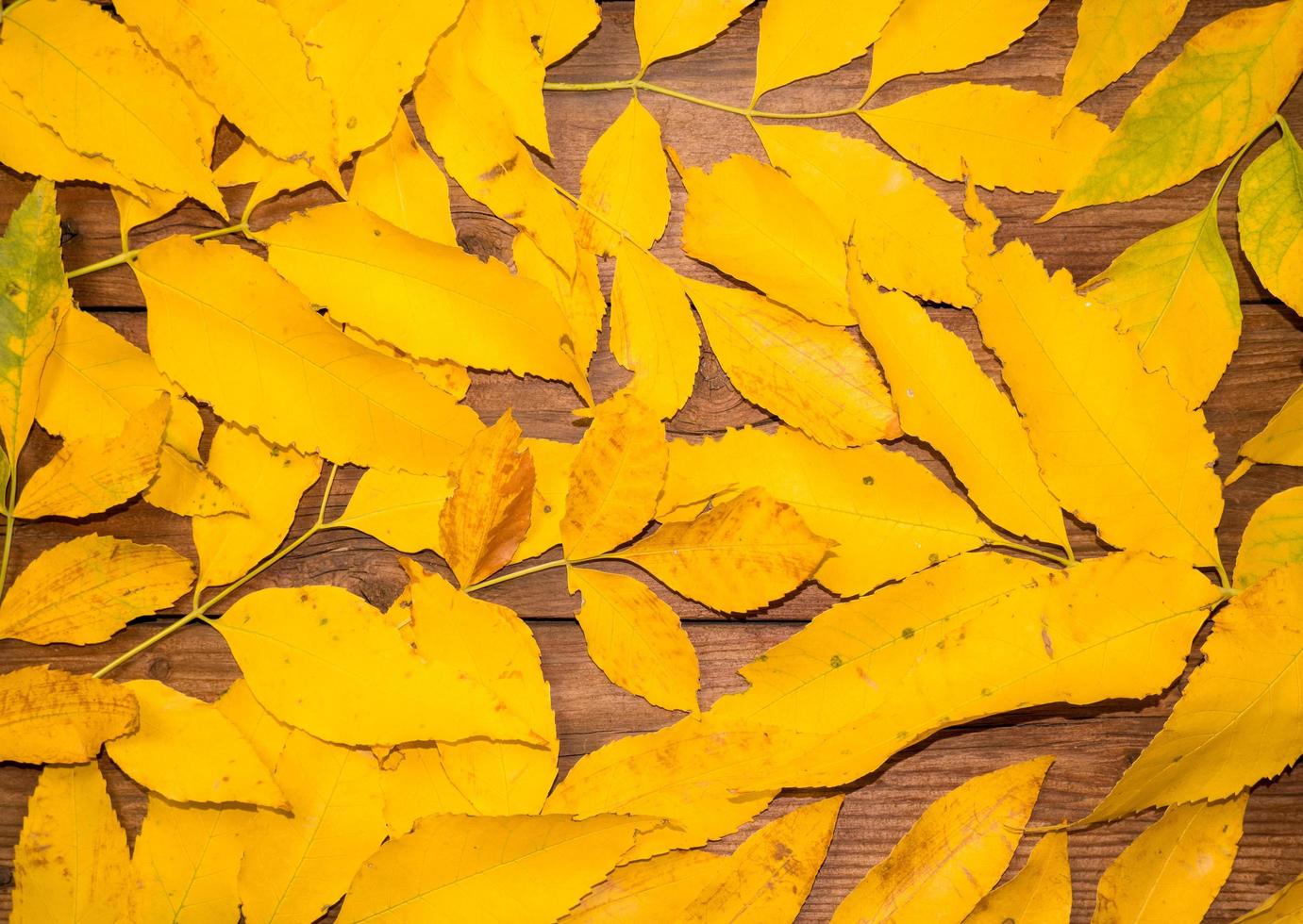 top visie van herfst geel bladeren Aan verspreide Aan houten getextureerde achtergrond. plaats voor uw tekst. foto