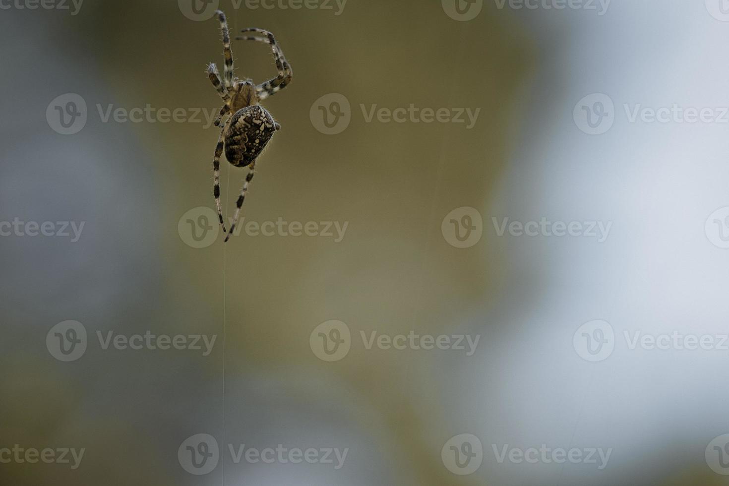 kruis spin kruipen Aan een spin draad. halloween schrik. wazig achtergrond. foto