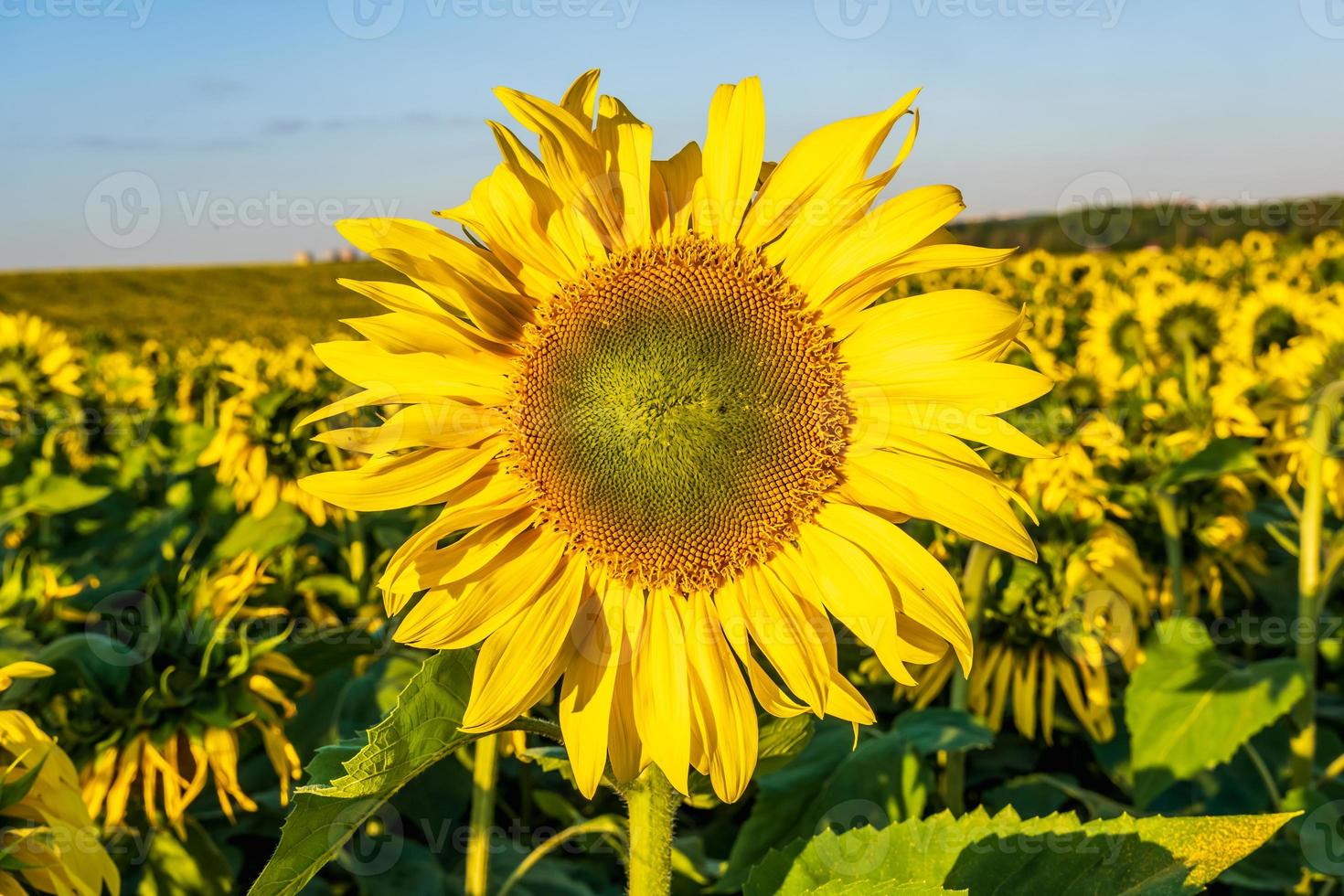 panorama op het gebied van bloeiende felgele zonnebloemen in zonnige dag foto