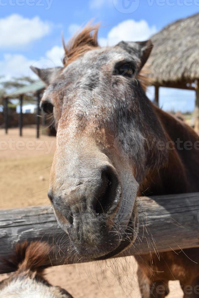 veel van bakkebaarden Aan de gezicht van een oud paard foto