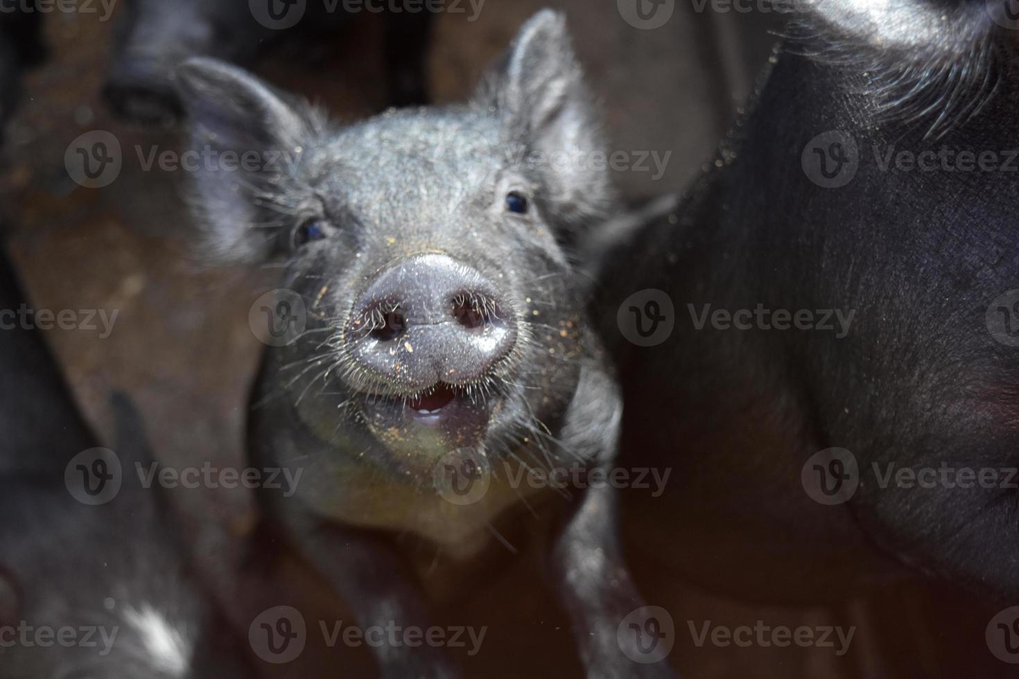 schattig nat zwart snuit van een big foto