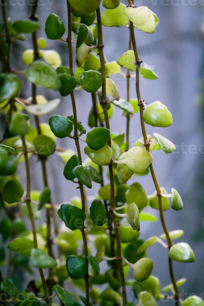 selectief focus, versmallen diepte van veld- groen bladeren sluipen Aan de muur foto