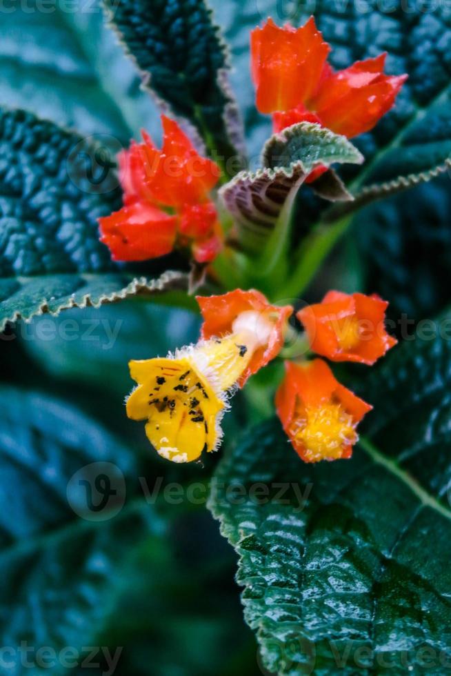 selectief focus, versmallen diepte van veld- rood bloemen tussen groen bladeren foto