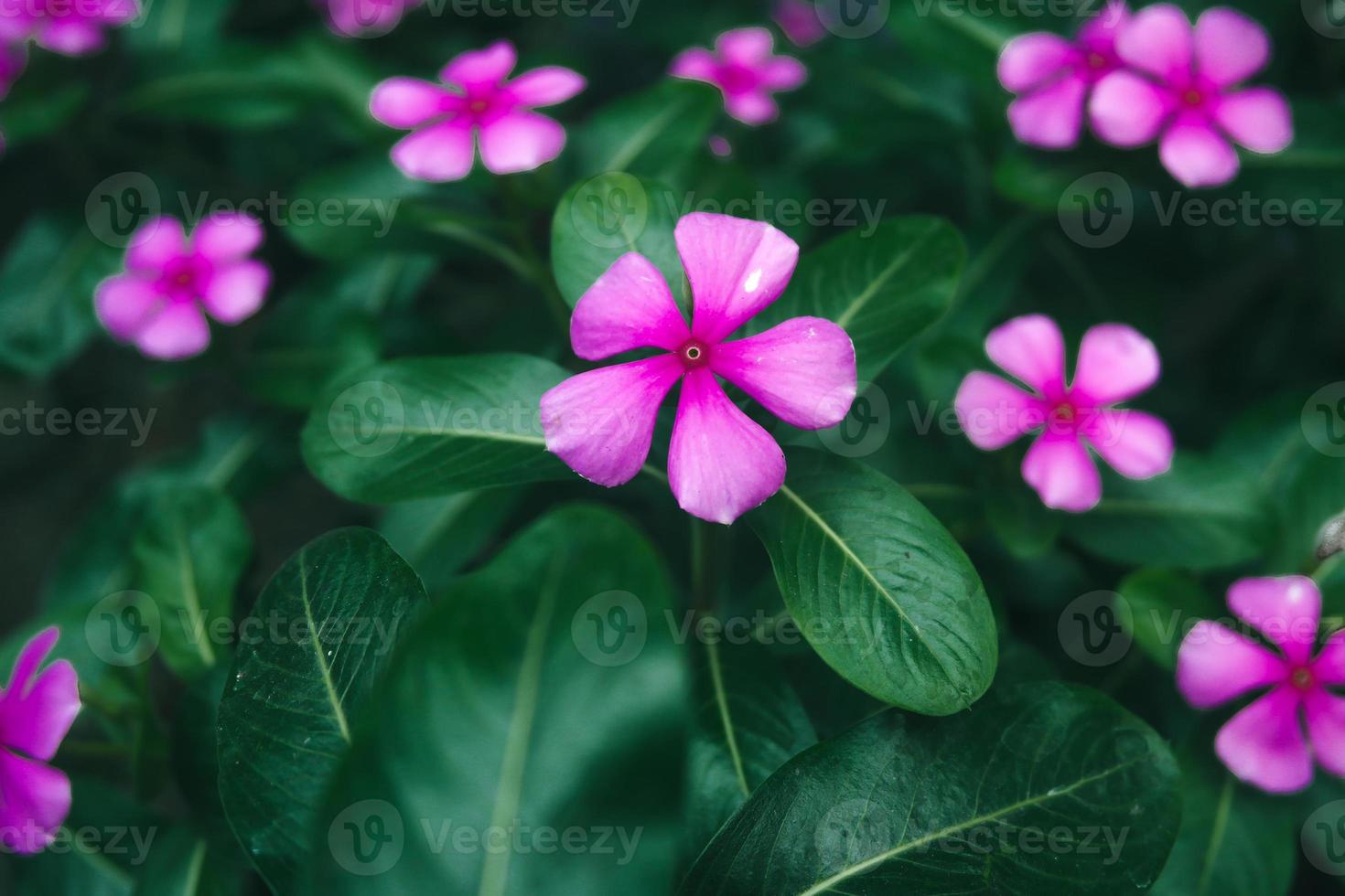 selectief focus, versmallen diepte van veld- mooi Purper bloei foto