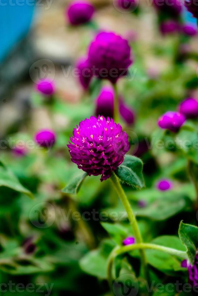 selectief focus, versmallen diepte van veld- Purper bloem bloemknoppen tussen groen bladeren foto