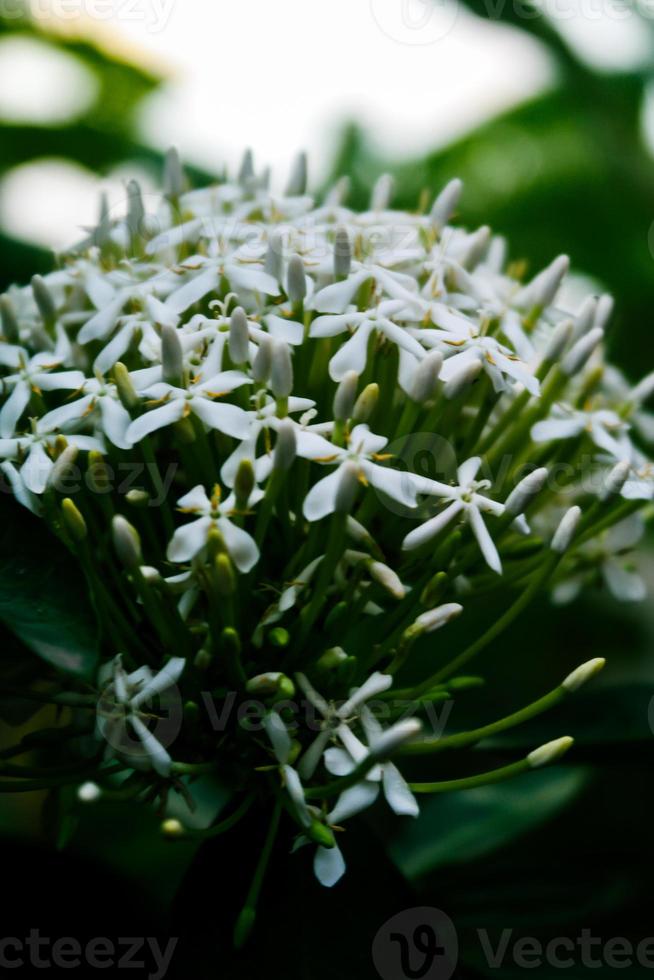 selectief focus, versmallen diepte van veld- wit bloem bloemknoppen tussen groen bladeren foto