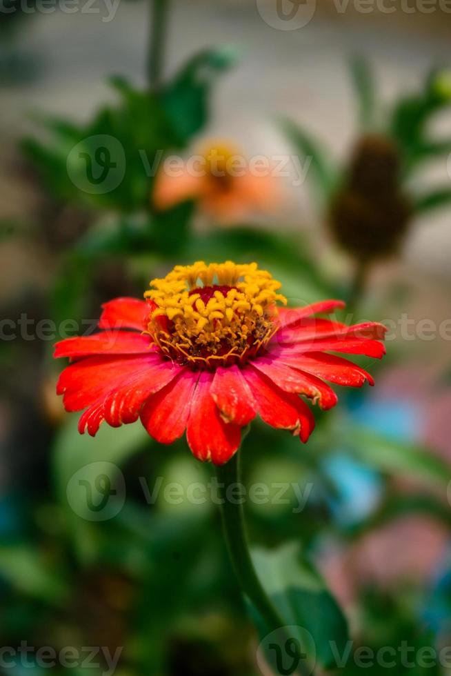 selectief focus, versmallen diepte van veld- oranje bloem bloemknoppen tussen groen bladeren foto