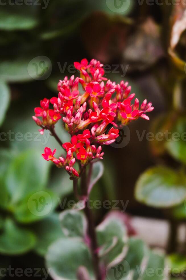 selectief focus, versmallen diepte van veld- rood bloemen tussen groen bladeren foto