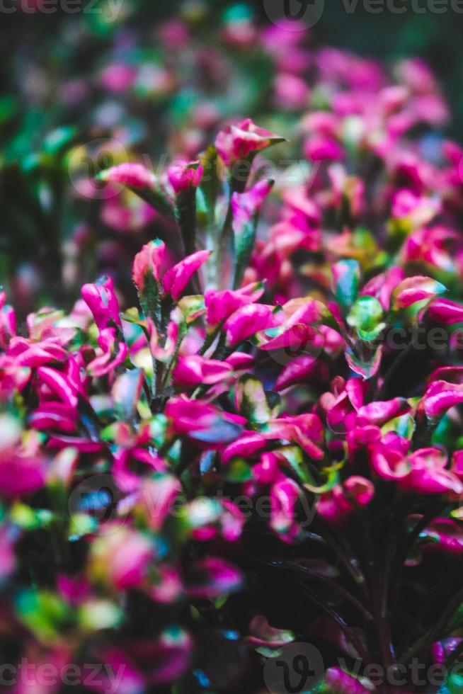 selectief focus, versmallen diepte van veld- rood bloemen tussen groen bladeren foto