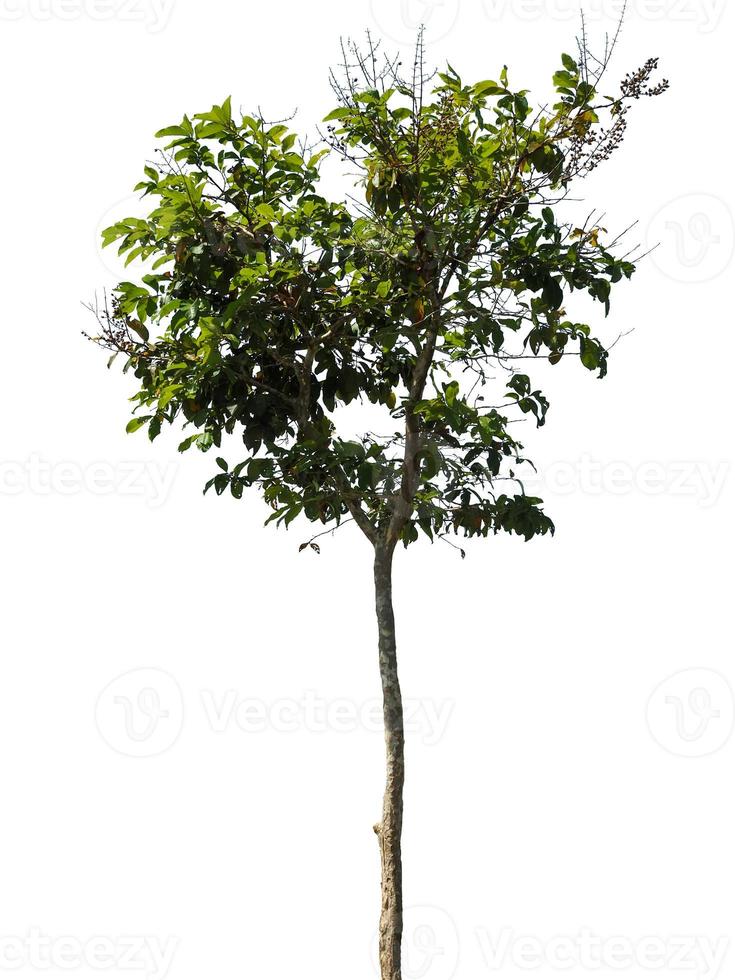 bomen in de regenachtig seizoen geïsoleerd van wit achtergrond foto