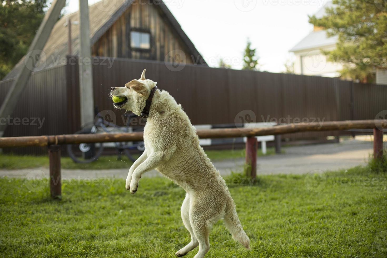 hond springt voor bal. labrador in zomer. dier Toneelstukken. foto