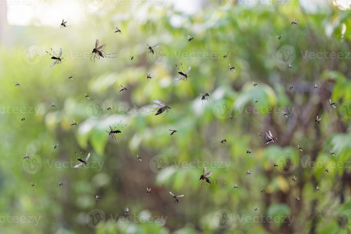 zwerm van muggen vlieg in de park foto