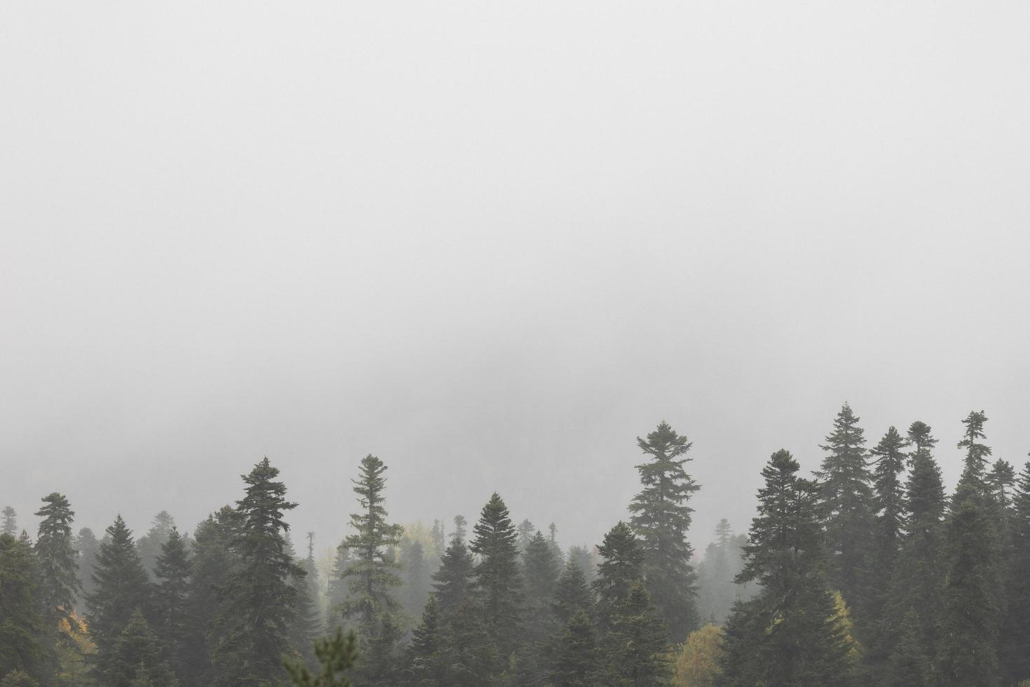 herfst en mist in de bergen. verticaal foto. foto behang met berg visie, ruimte voor tekst