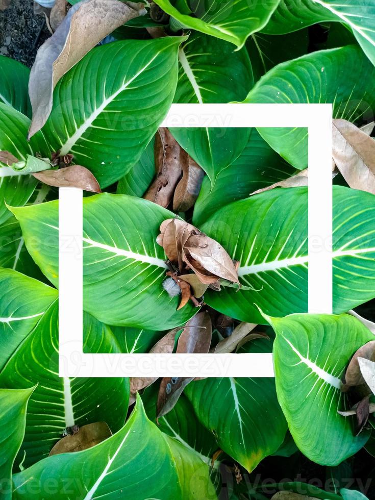 een creatief lay-out gemaakt van aroid blad planten met een wit kader in de midden. aan het liegen vlak. de concept van natuur foto