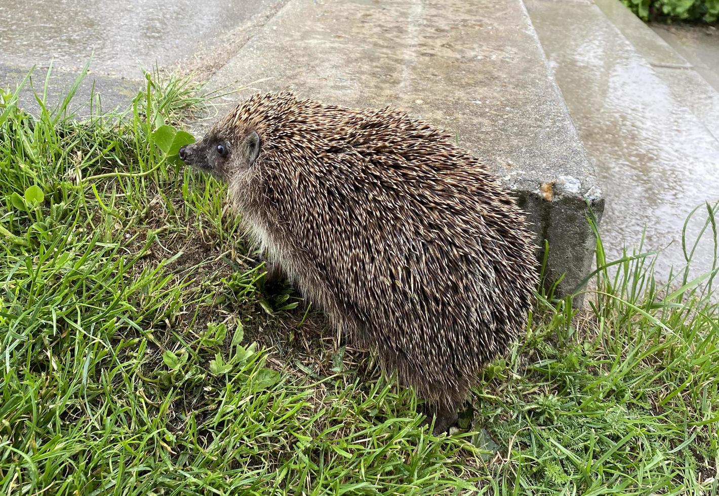 Open egel wandelingen in de regen Aan de gras foto