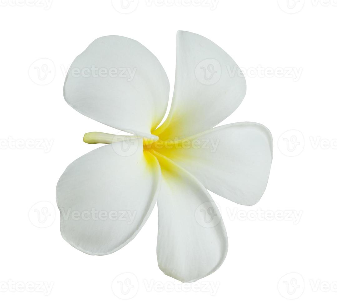 wit frangipani bloem geïsoleerd Aan wit achtergrond foto