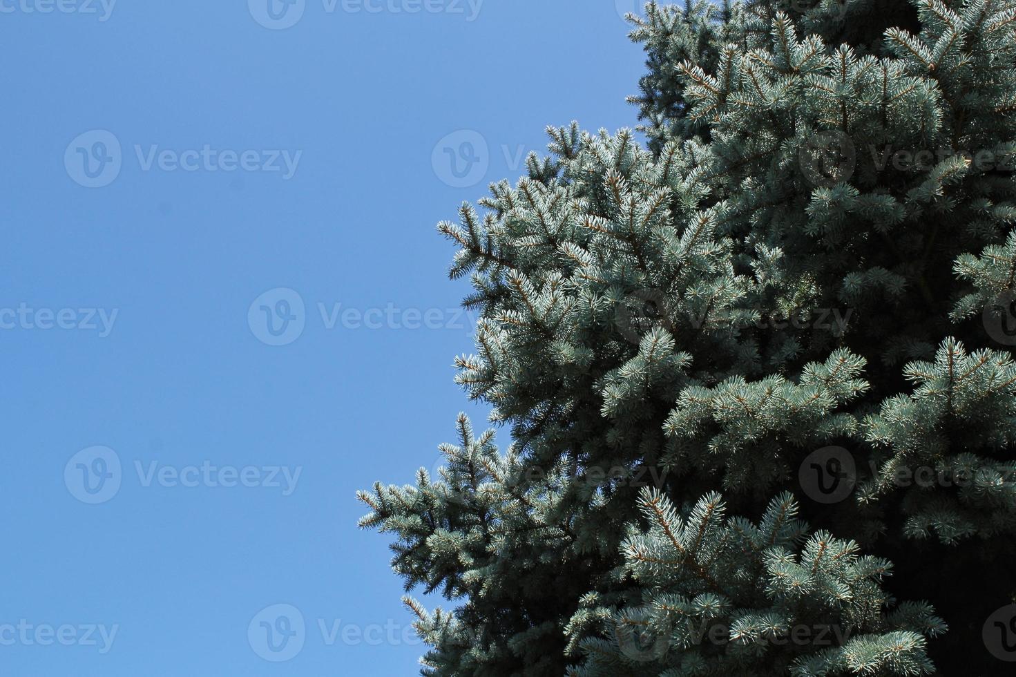 vers blauw net takken Aan blauw lucht achtergrond. samenstelling picea pungens landschapsarchitectuur in Japans tuin. natuur botanisch groenblijvend pijnboom naald- planten concept. Kerstmis boom. kopiëren ruimte foto