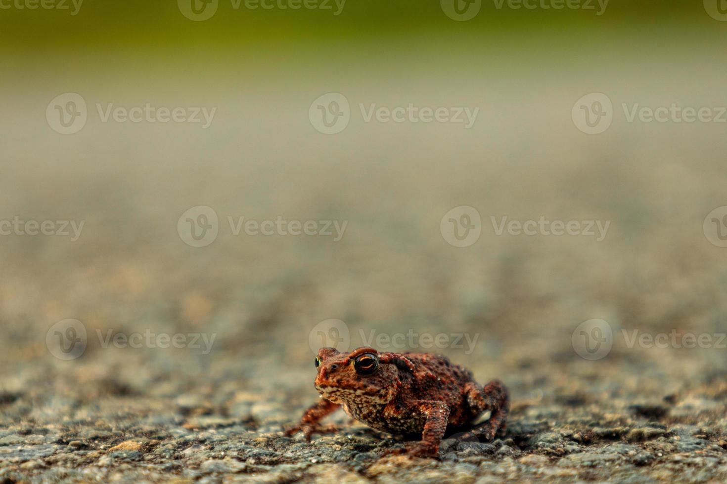 detailopname Bij schattig weinig kikker zittend Aan grond foto