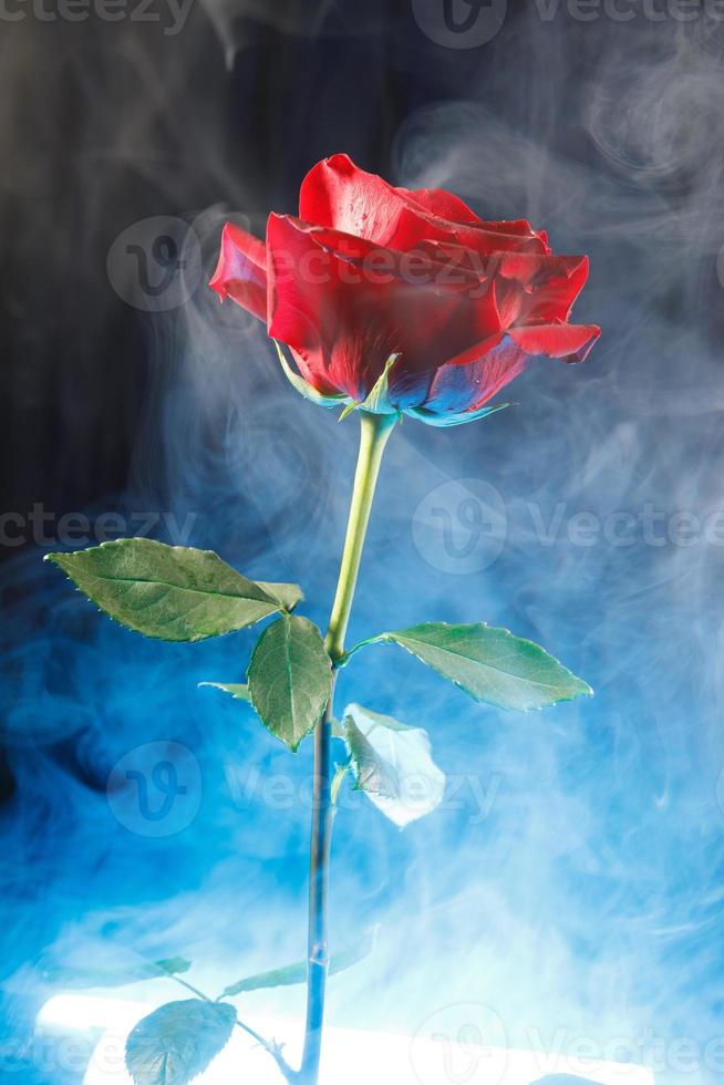 blauw rook in de omgeving van een groot rood roos. foto