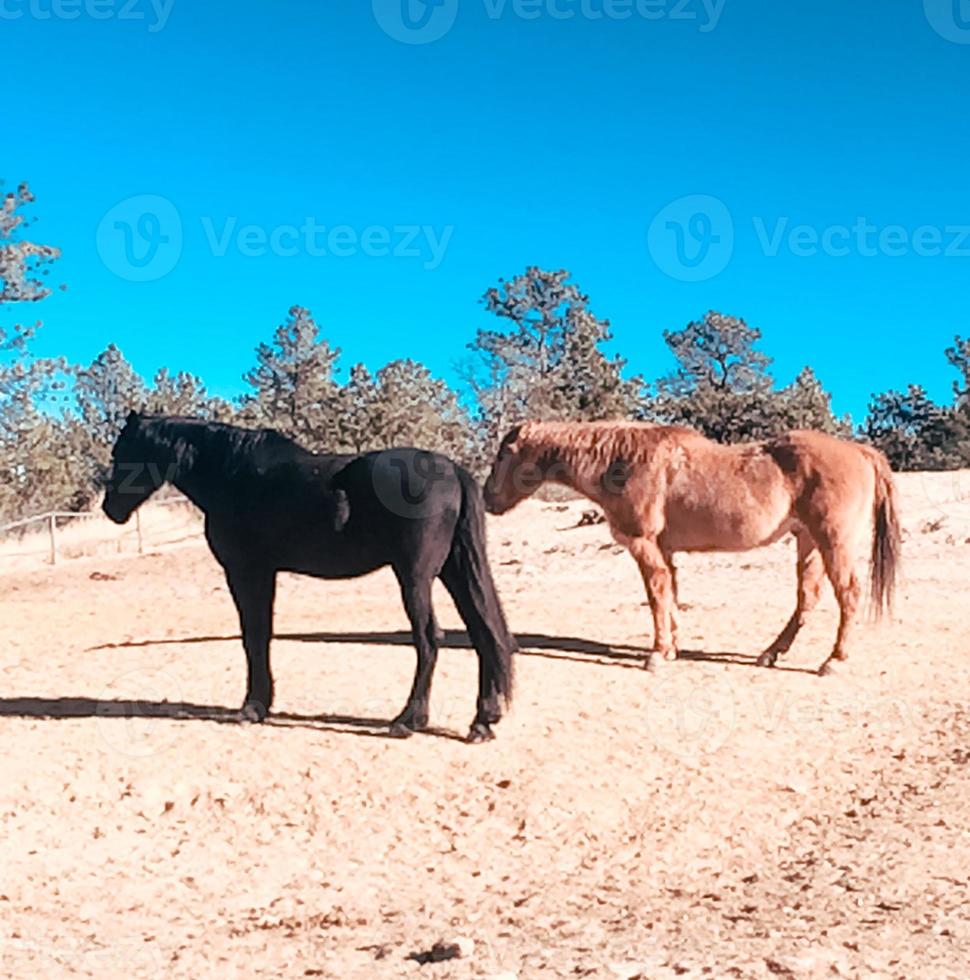 paarden en bergen foto