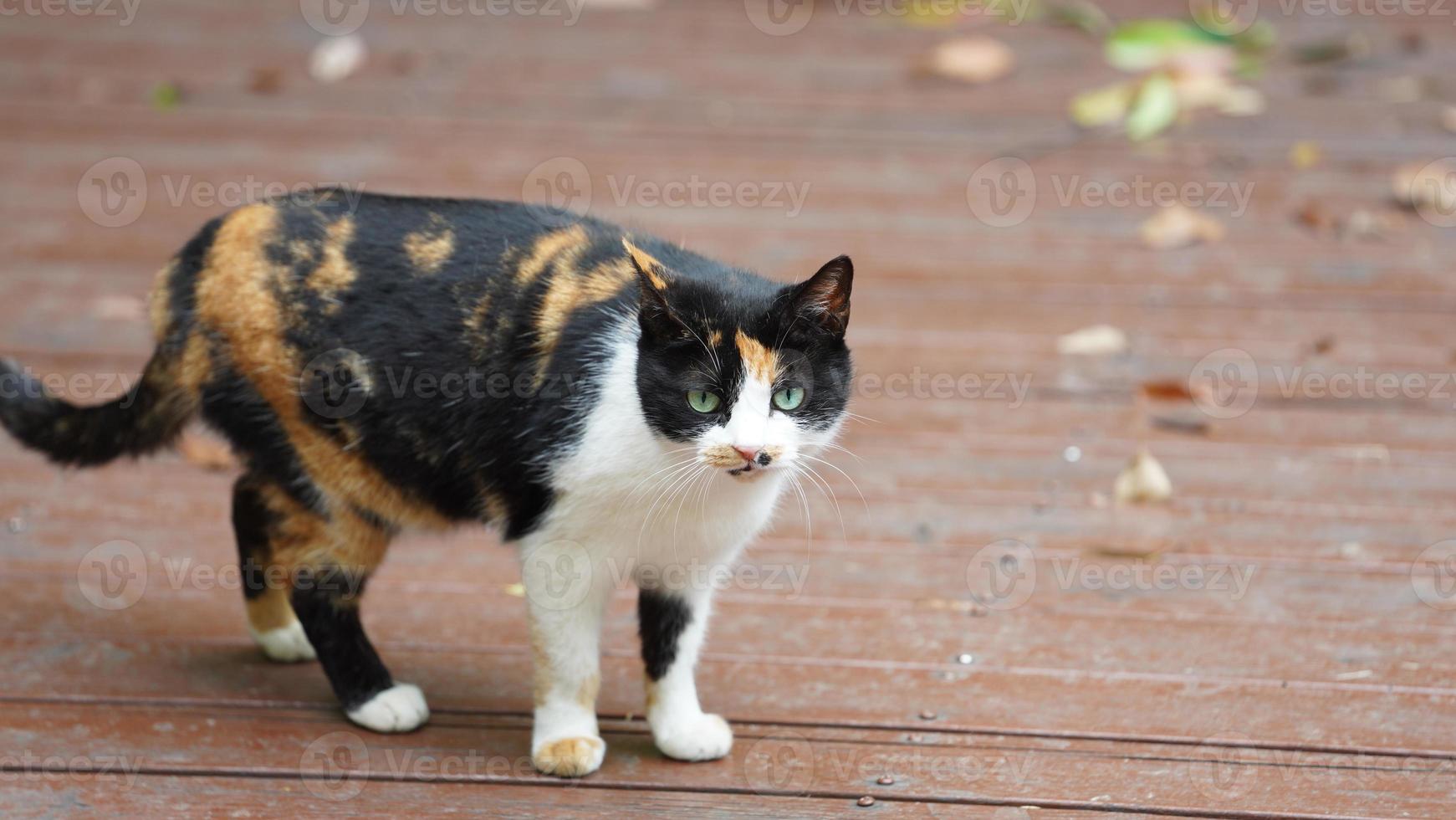 een schattige wilde kat die in de tuin zit om uit te rusten foto