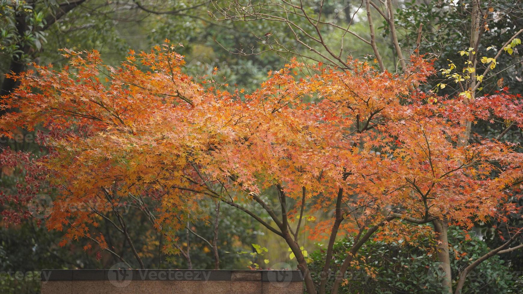 de mooi herfst visie met de kleurrijk bladeren Aan de boom in de stad foto