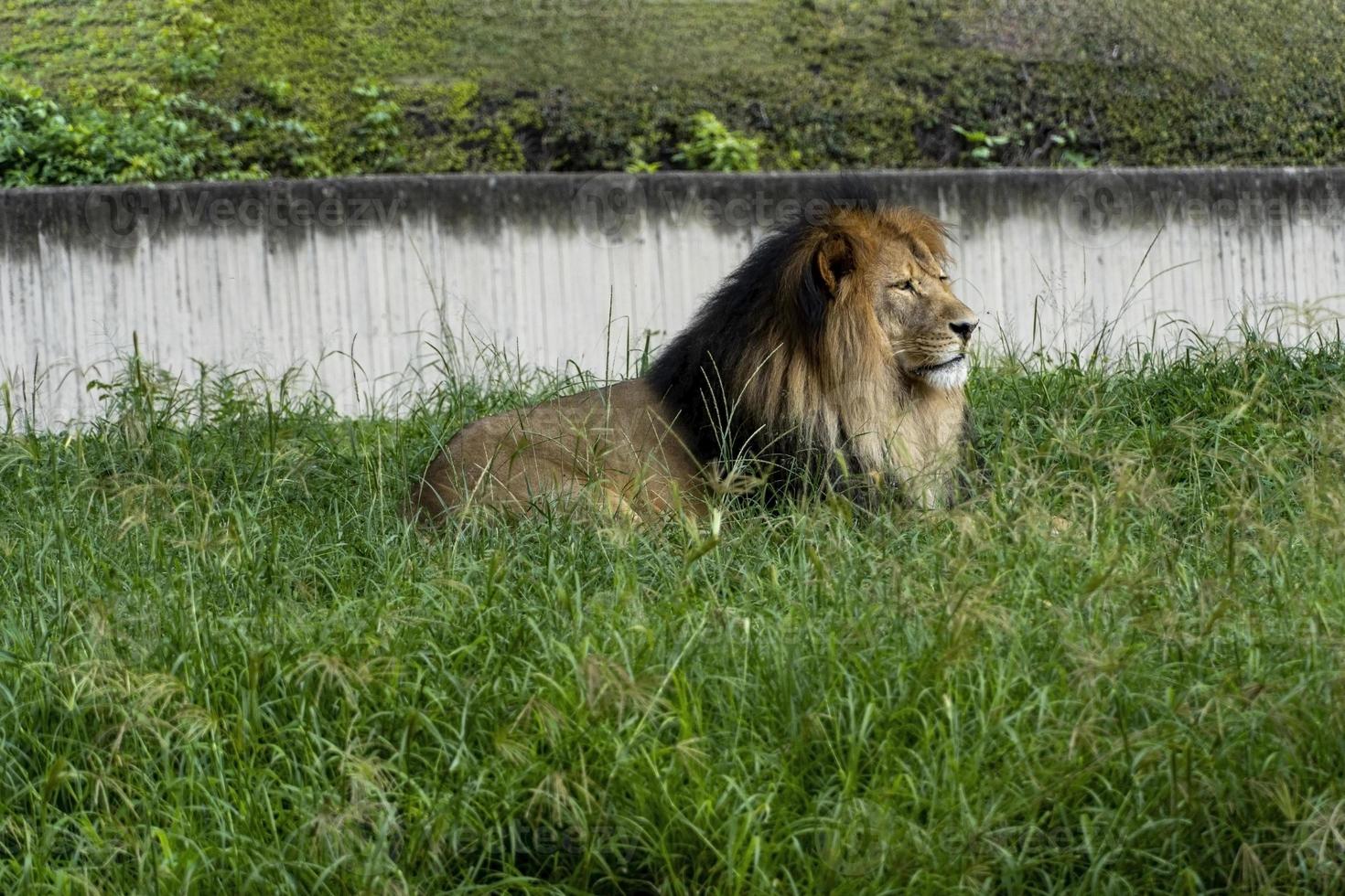 leeuw zittend resting Aan de gras, dierentuin guadalajara Mexico foto