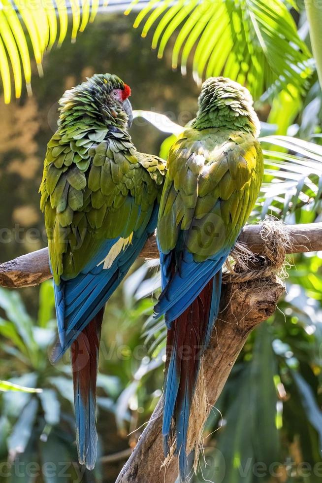 amazone viridigenalis, een portret roodvoorhoofd papegaai, poseren en bijten, mooi vogel met groen en rood gevederte, Mexico foto