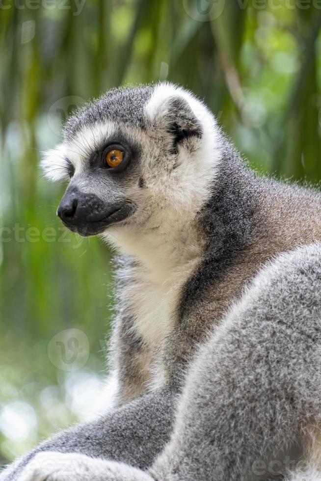 ring staart lemur, zittend observeren haar omgeving, harig dier, neef van de aap of apen foto