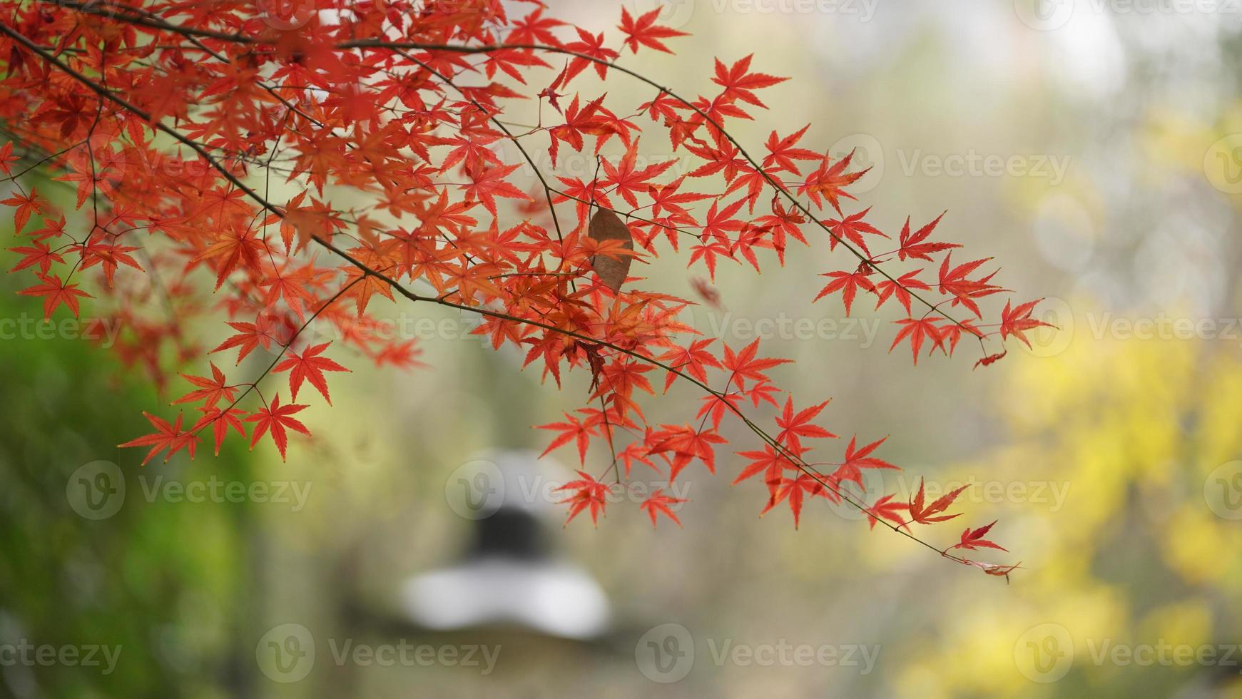 de mooi herfst visie met de kleurrijk bladeren Aan de boom in de stad foto