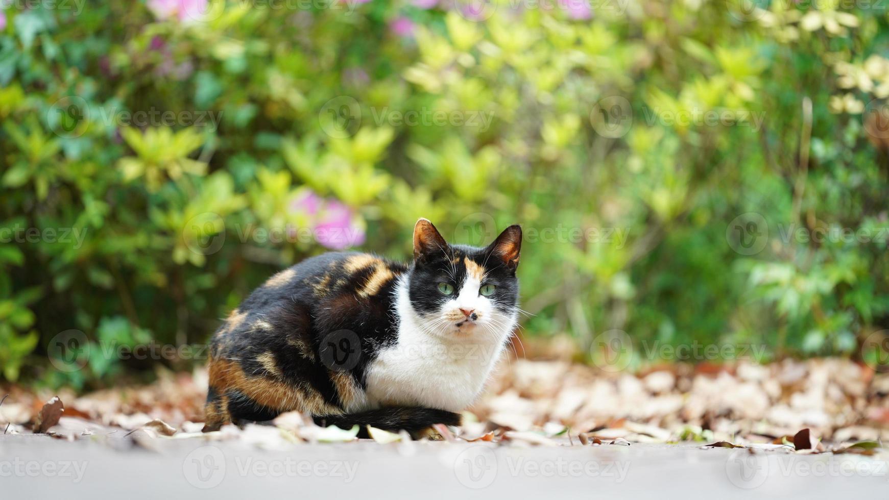 een schattige wilde kat die in de tuin zit om uit te rusten foto