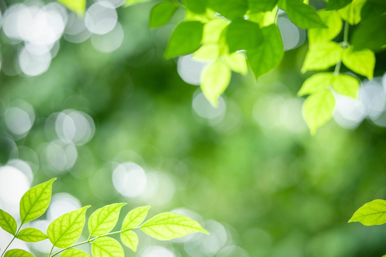 prachtig natuur visie van groen blad Aan wazig groen achtergrond in tuin. natuurlijk groen bladeren planten gebruikt net zo voorjaar achtergrond Hoes bladzijde groen milieu ecologie limoen groen behang foto